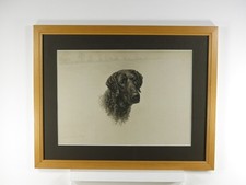 Rare Curly Coated Retriever