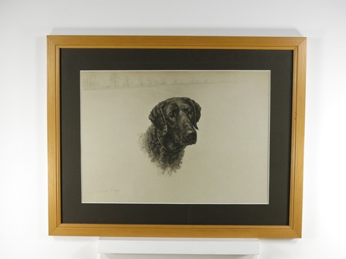 Rare curly coated retriever - rare,