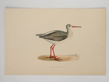 Spotted Redshank British Bird