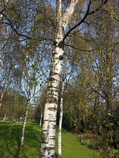 50  Silver Birch Native Trees