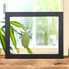 Autumn leaf insect clear - leaf,