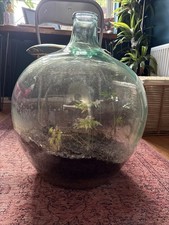 Large Glass Demijohn Terrarium Starter