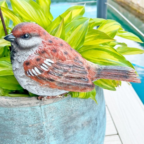 Large sparrow bird garden - sparrow,