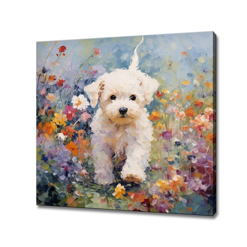 Bichon frise dog - frise,