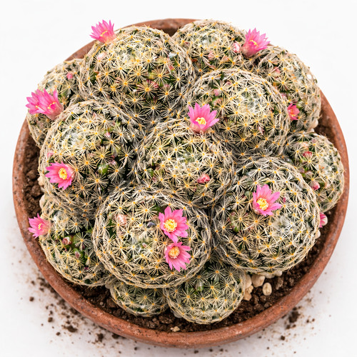 Seeds rare cactus - seeds,