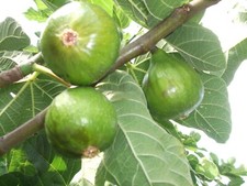 6 DESERT KING FIG TREE