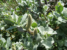Dwarf Salix Lanata Woolly