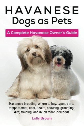 Havanese dogs pets - dogs, as