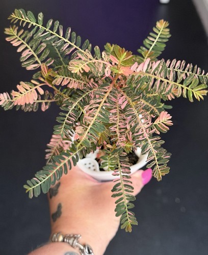 Large phyllanthus urinaria - phyllanthus,