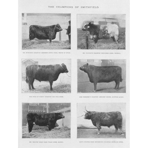 The smithfield cattle show - smithfield,