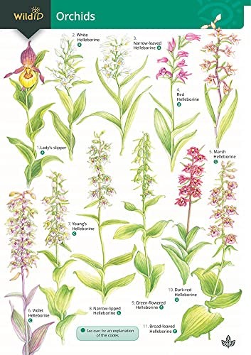 Guide orchids gulliver - to, by