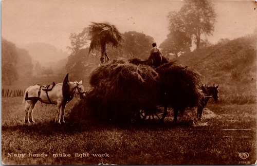 Haymaking shire heavy horses - shire,