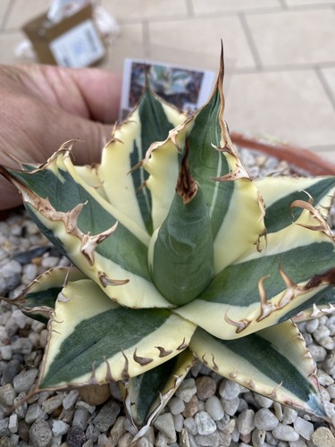 Agave titanota snaggle tooth - agave, tooth'