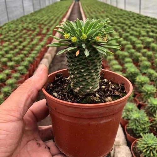 7cm succulent cactus plant - cactus,