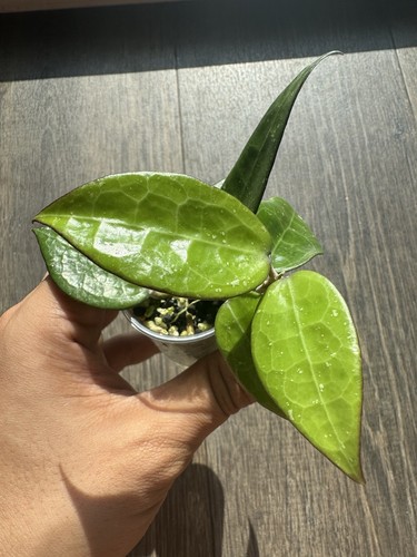 Hoya parasitica black - hoya, margin
