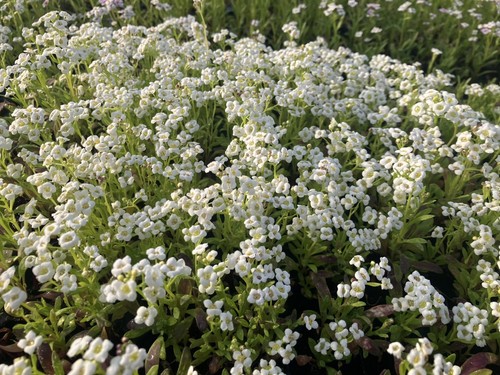Alyssum carpet snow x12 - snow,
