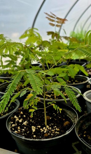 Albizia julibrissin persian - albizia,