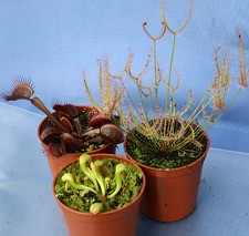 3 x CARNIVOROUS PLANTS COLLECTION:Sarracenia, Darlingtonia (cobra lily) & Sundew