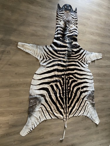 Zebra real skin rug hide - zebra,