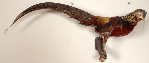 Beautiful gold pheasant - beautiful,