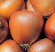 TUSCAN EGG ONION - MORE TASTE, LESS WASTE GOOD KEEPER GOOD FLAVOUR 100 SEEDS