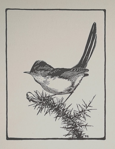 Dartford warbler peter scott - dartford,
