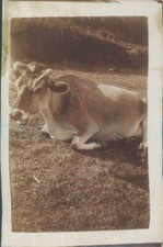 1921 Original Photo Jersey cow