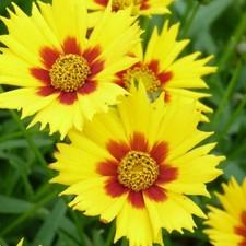 Coreopsis 'Heliot' -