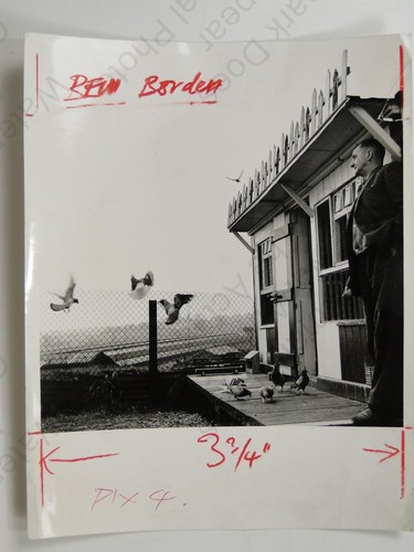 Ben borden pigeon racing - ben,