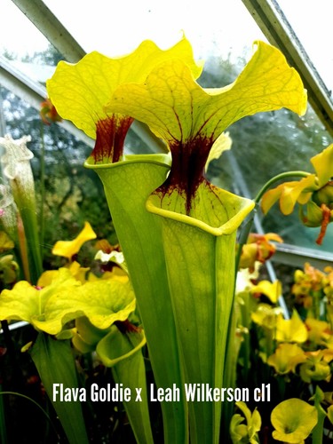 Sarracenia flava goldie - sarracenia,