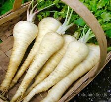 PARSNIP White Gem x 700 seeds Vegetable Pictorial package NEXT DAY DISPATCH