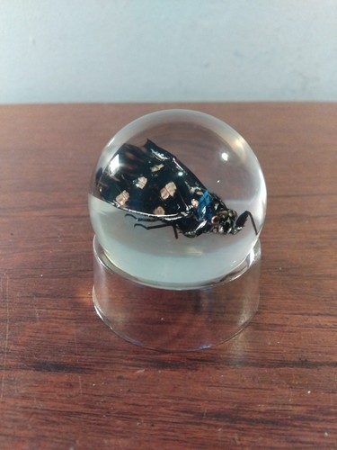 Taxidermy bug resin flying - taxidermy, in