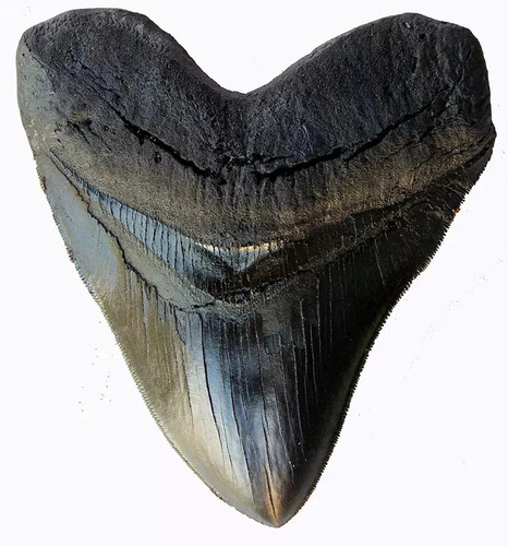 Prehistoric planet store - prehistoric, 5.5