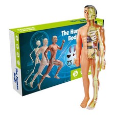 Simulation human skeleton - simulation,