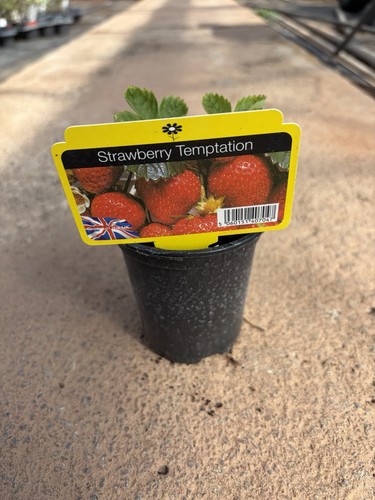 Strawberry temptation - strawberry, ‘temptation’