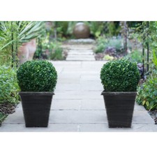 T&M Buxus Sempervirens Box