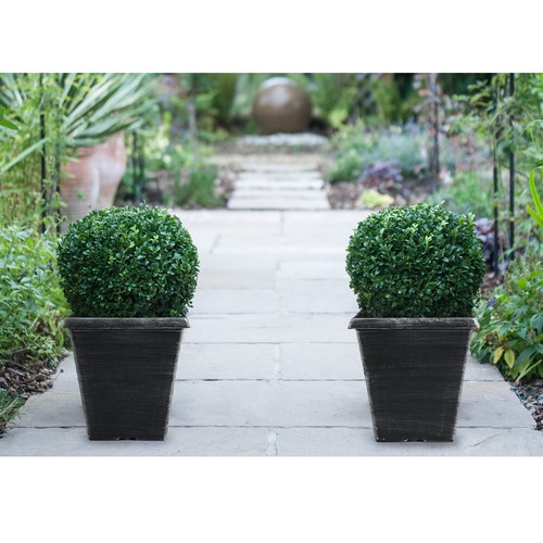 Buxus sempervirens box - t&m,