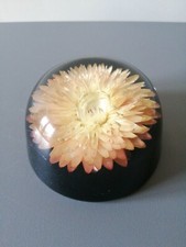 Vintage Pink Helichrysum Lucite Dome Paperweight Real Everlasting Flower Resin