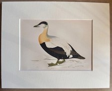 Antique Hand Coloured Print