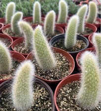 Cactus : Monkey Tail: $45.99