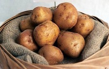 British Queen Seed Potatoes -