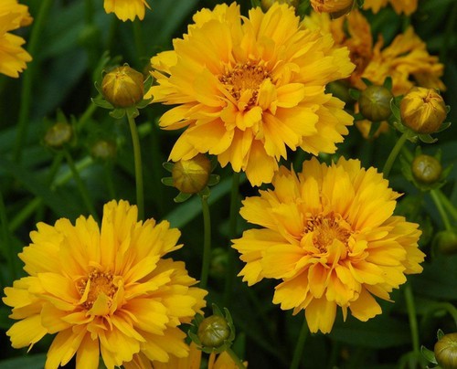 Coreopsis early sunrise - coreopsis, hp