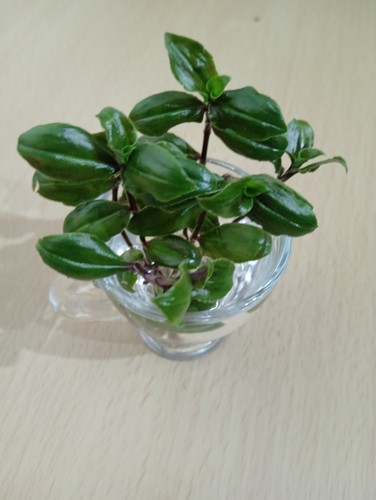 Fresh cuttings tradescantia - 2x,