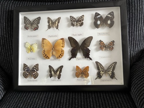 Butterflies