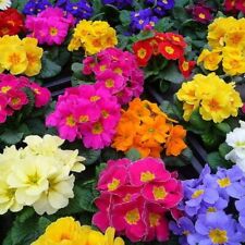 Primrose Primula Flowering Bedding Plants - Hardy Low Maintenance Perennials