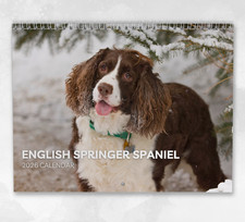 English Springer Spaniel