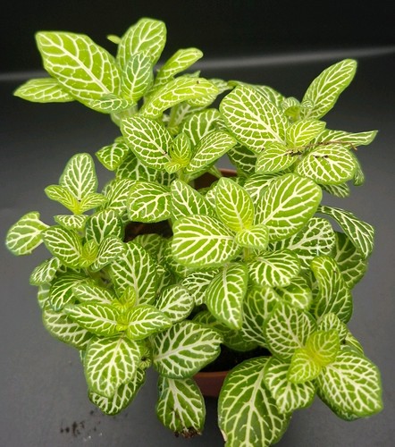 Fittonia joly lemon - , 8.5cm