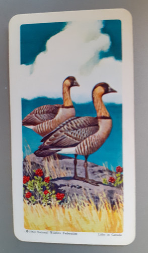 Brooke bond canada tropical - brooke, bond,