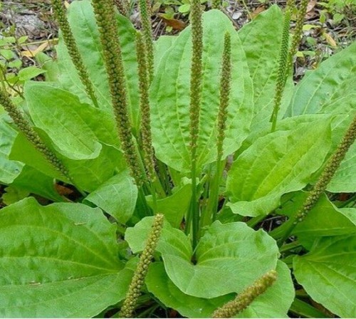 Plantain seeds 800 plantago - plantain, 800+