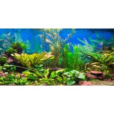 72x24 inches Aquarium